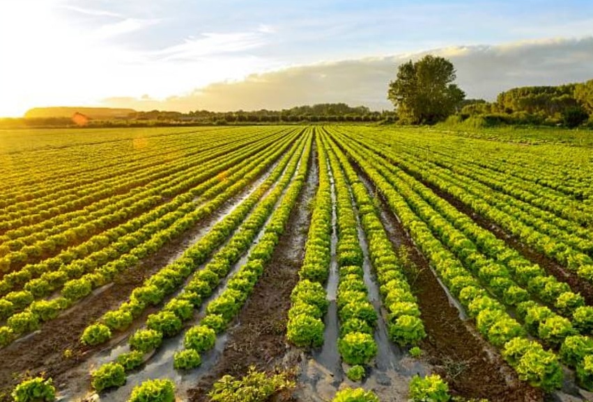 Renew Your Body Broek op Langedijk land