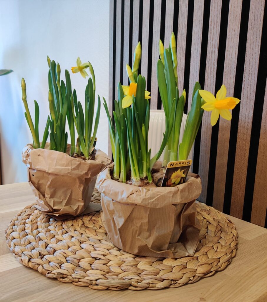 Renew Your Body Broek op Langedijk narcis