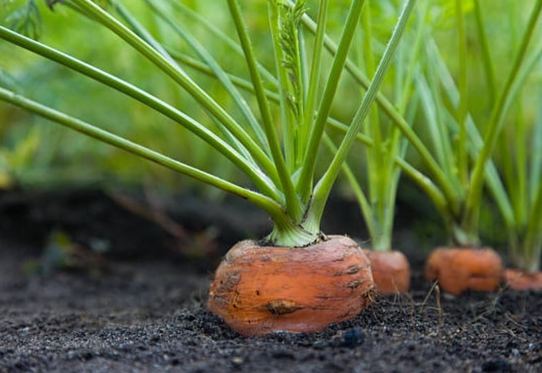 Renew Your Body Broek op Langedijk wortels